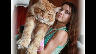 ТОП 15 Огромных Котов о Которых Мало кто Знает ТОП 15 Огромных Котов о Которых Мало кто Знает