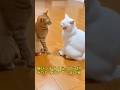 猫パンチをくらって子供みたいに泣いてしまう白猫