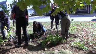 Plantation devant le presbytère à Chertsey