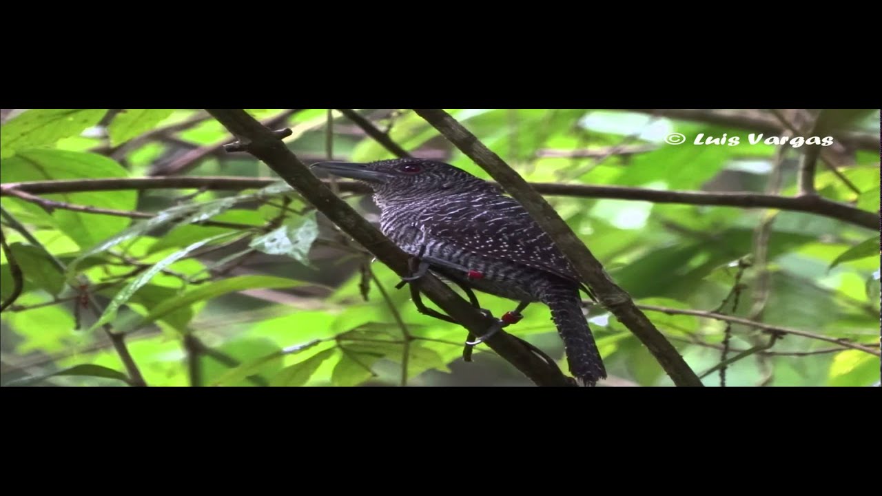 Cymbilaimus lineatus en Panamá