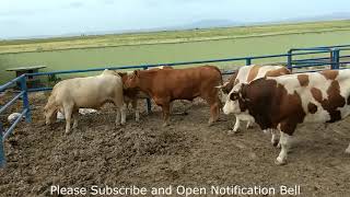 and cows in farm 24- Daily Farming 2019 -