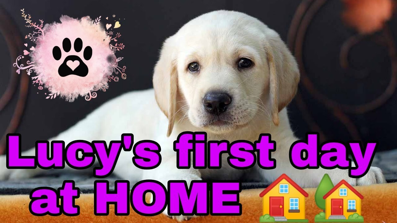 Labrador Puppy first day at HOME 🏡🏠 - YouTube