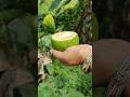 green orange cutting ‼️#trending #shorts #viral #fruit #farming #harvest #reels #food #orange #chat