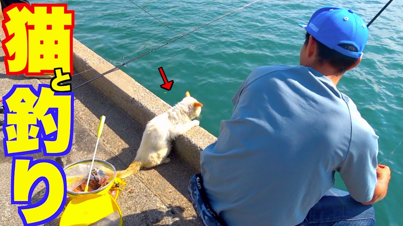 じゃれねこ『6月☆27 海×さかな』 The cat was so excited about catching a fish that it was too cute