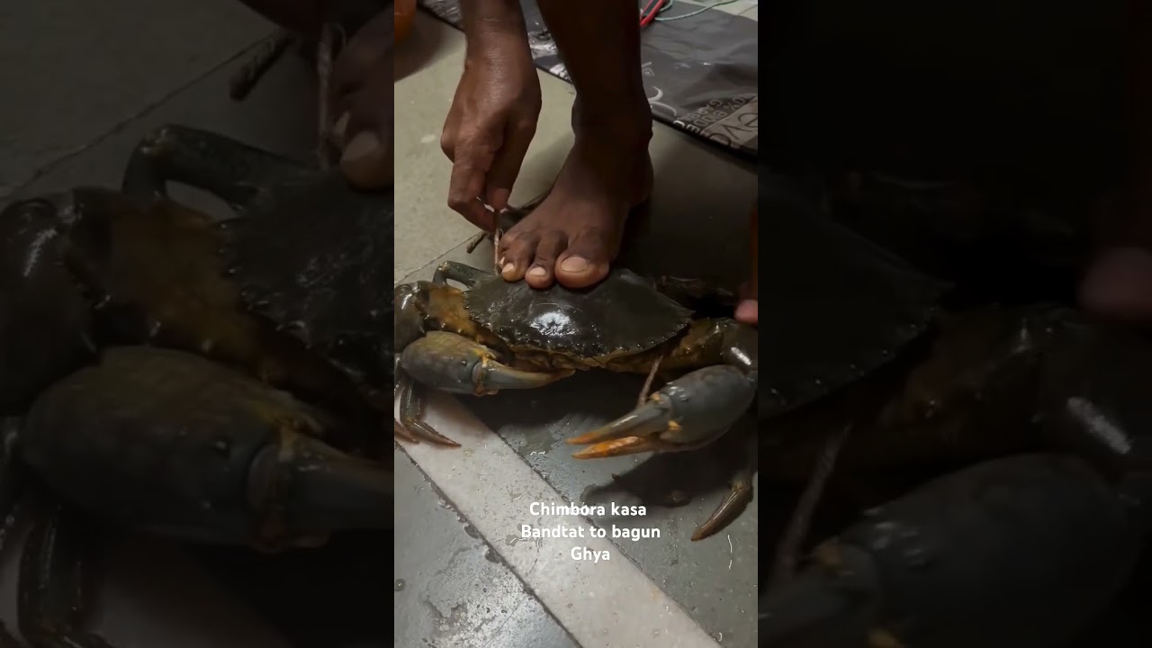 chimbora kasa bandaycha 🦀🦀 