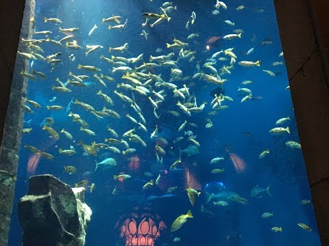 DUBAI -The Lost Chambers Aquarium at Atlantis The Palm