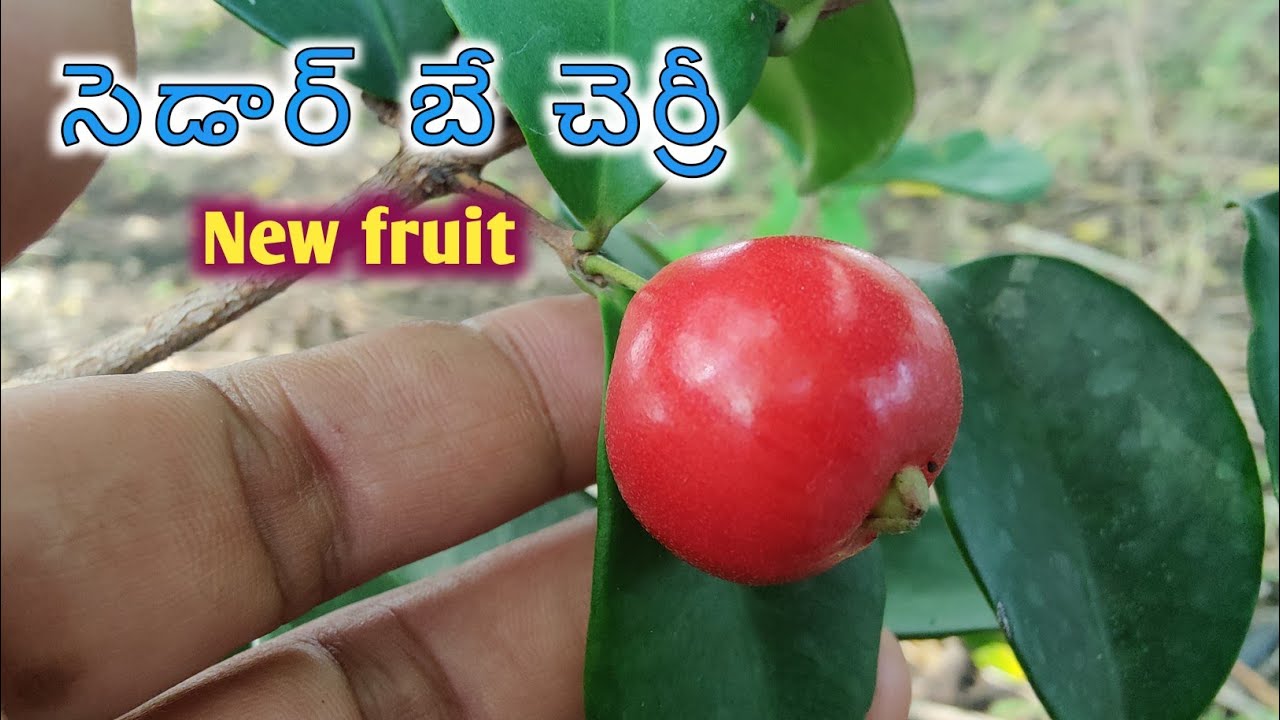 Cedar bay cherry 🍒 from my garden new rare fruitTeluguRamanujan's