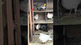I❤️you pigeon #kabutarlover #bird #shorts #video #viral #ytshorts