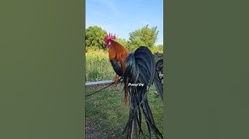 Brown Red Bantam Phoenix Qaib Dib Tw Ntev #reels #shorts #chicken #ayam #gallos #poultry #gamefowl