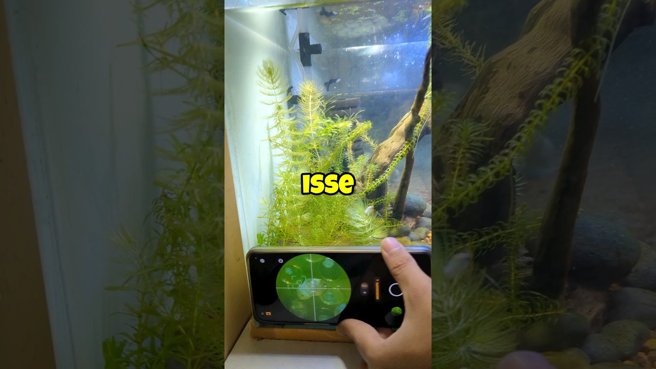 I found eggs 🥚 in my tank, with micro lence! 