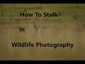 How To Stalk  In Wildlife Photography -- Field Craft (2020)-- Stafford Fuhs