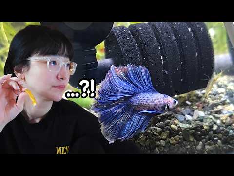 베타한테 새우를 줬는데......