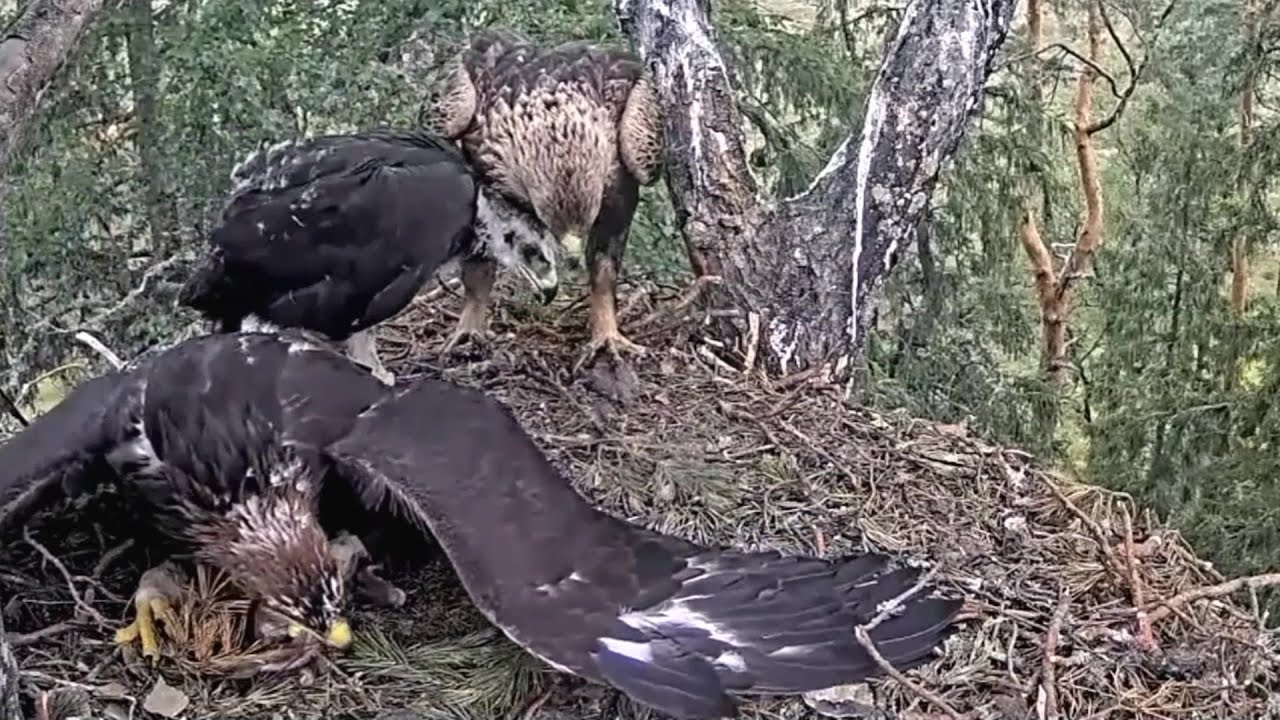 Kaljukotkas2~After 48 hours absence First prey by Dad  & Mom~11:08 am 2024/07/04