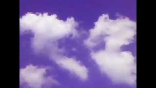 Hooded Crows Calling In Tatabánya Hungary