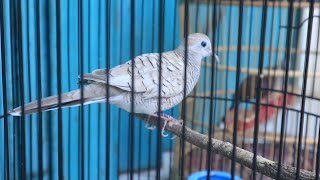 Download Lagu CARA BEDAKAN PERKUTUT LOKAL ALAM DAN PERKUTUT LOKAL TERNAK MP3