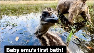 Baby emu’s big day out! And first bath! ￼