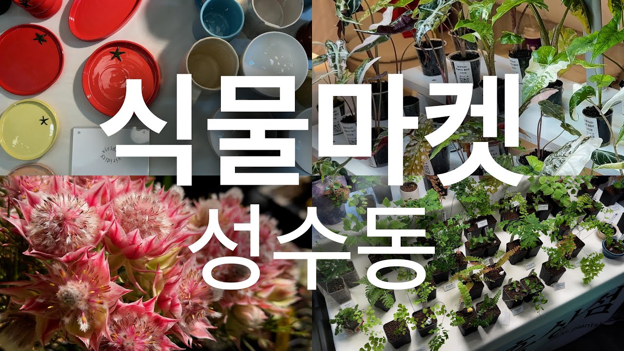 성수동 식물 마켓 방문기 ㅣ  오프라인 식물 마켓 방문 꿀팁 ㅣ 엄청난 선물들을 받다