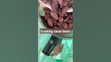 Roasted cacao beans being cracked with a Champion Juicer. Breaking the skin off the beans.