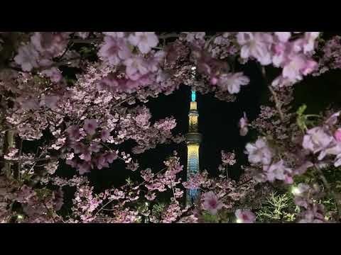 東京スカイツリー　ライトアップ　粋　ブルー　♪　桜の花びらが舞う　✿　隅田公園　浅草　河津桜　満開　☆　2024　2月28日　Kawazu cherry blossom　Asakusa @iamshinya777