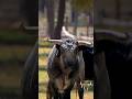 La libertad del toro bravo ☀️                 #toros #tauro #tauromaquia