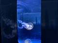 Jellyfish #beautiful #cute #amazing #jellyfish #aquarium #bxsea