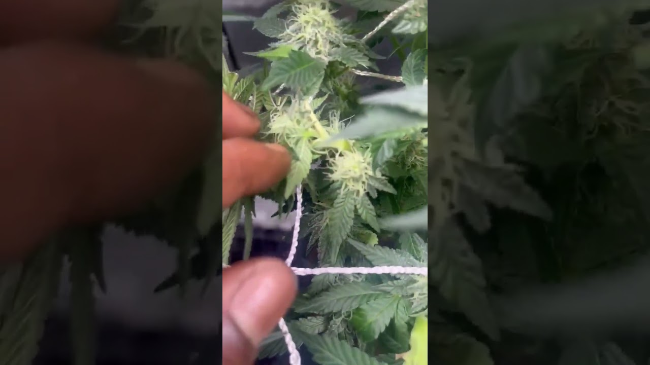 Supercropping Cannabis Plants
