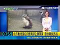 【#新鮮聞報爆】台北動物園喜迎6隻黑腳企鵝寶寶！保育員化身奶爸奶媽細心照料 一手掌大小超可愛! 企鵝寶寶今年夏天有望見客！｜三立新聞LIVE