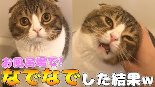 ママのお風呂を邪魔する猫