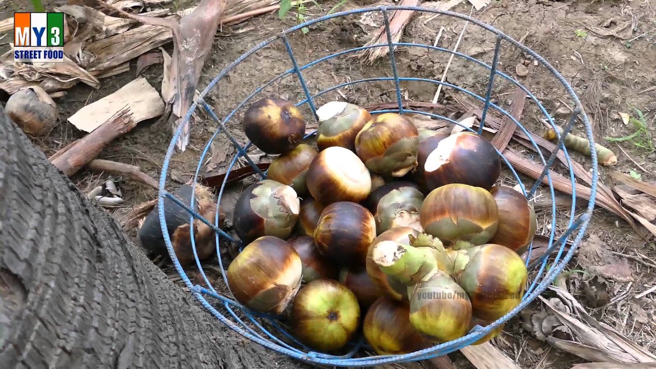 Borassus flabellifer | Taati Munjalu | Palm Fruit | street food | STREET FOOD