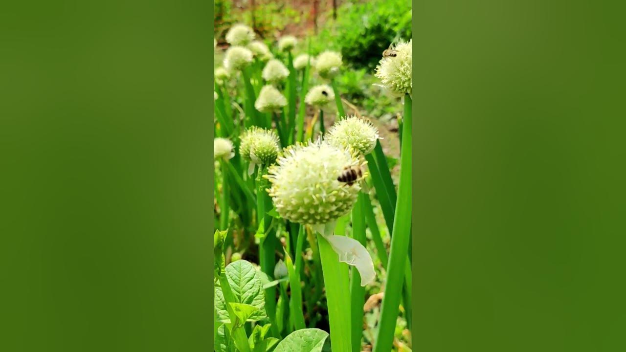 Floral Symphony Honey Bees and Onion Flowers in Nature's Pollination