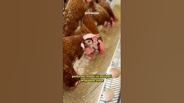 Modal Beternak Ayam Petelur