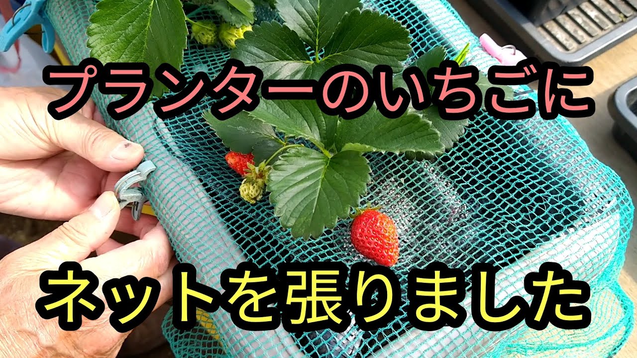 家庭菜園 プランターいちごにネットを張りました Youtube