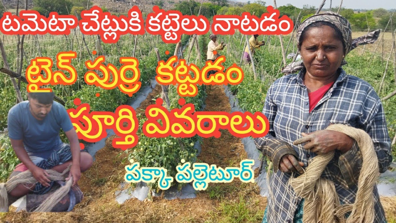 టమెటా చేట్లుకి కట్టెలు నాటడం ..వైరు లాగడం.పుఁరు కట్టడం  .. టమెటా వ్యవసాయం.. గూర్చి.. విషయాలు..