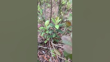 Cây Sim bụi rừng siêu quả sđt 0793215680