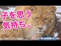 【旭山動物園ライオン】今日のオリトファミリー/開園2日目。イトを探すオリトとイオ。どうすれば会えるの?愛娘への愛vol386/lion parent looking for cub
