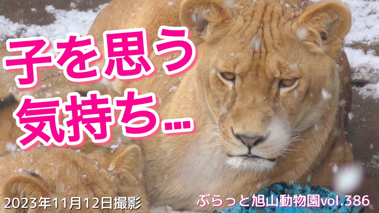 【旭山動物園ライオン】今日のオリトファミリー/開園2日目。イトを探すオリトとイオ。どうすれば会えるの？愛娘への愛vol386/lion parent looking for cub