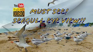 Flying with Seagulls - Miami Beach