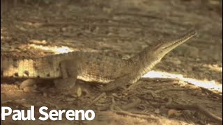 Freshwater Crocodile Galloping Compilation