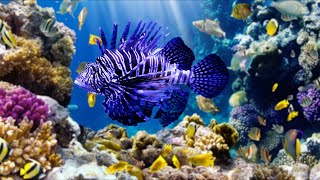 LIONFISH - Вогняна риба червоного моря // Крилатка Sharm El Maya