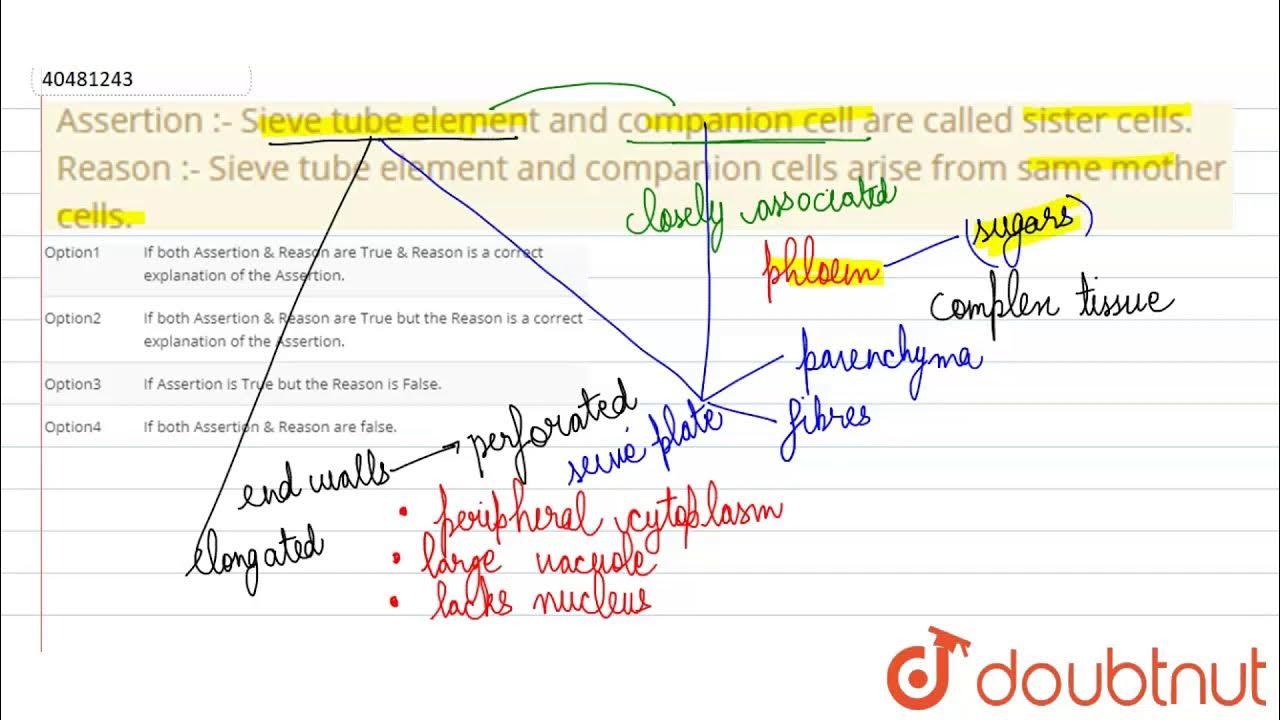 Assertion Sieve tube element and companion cell are called sister