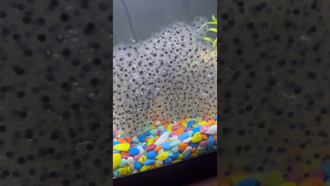 Raising frogs nearly 2 month. Comment what I should feed the frog army