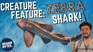 Creature Feature: Zebra Shark!