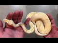 2021 Ball Python Clutch #2 Update: Banana Enchi Spider Het Clown x Fire Clown