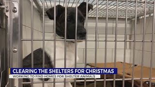 3 Middle TN animal shelters come together for adoption special
