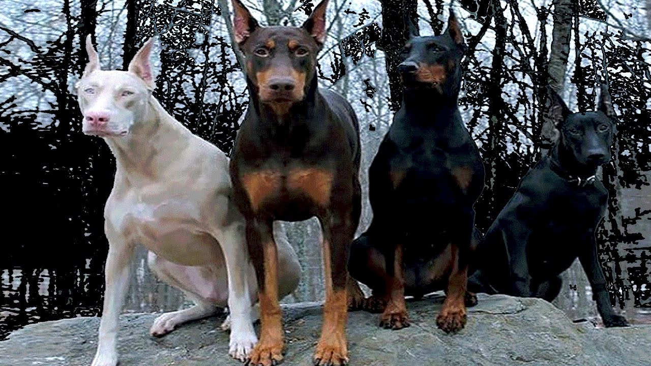 Races De Chiens Doberman Uniques