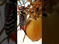 Ref:foRI_bWx_-M   the funny woodpecker is breaking tender coconut #birdvideos #woodpecker