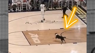 A dog just ran on the court in the George Washington game | NCAA Mens Basketball