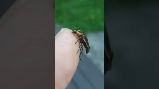 Firefly/lightning bug enjoys my salty junk-food coated finger by ExtraMedicatedZR 290 views 2 years ago 1 minute, 27 seconds