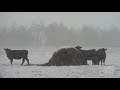 12-13-20 Minco, Oklahoma Wintry Scenes - Animals - Deer - Horses