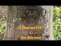 Is There Really an EYE on This Tree? Mysterious Sight Caught on Simpson Street, Bronx 👁🌳